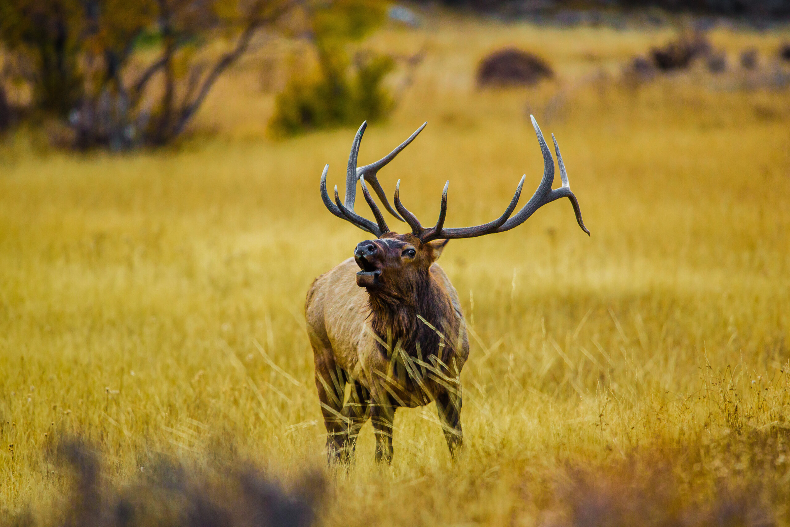 A large elk with prominent antlers stands in a field of tall, golden grass, looking slightly upward with its mouth open. Trees and shrubs are visible in the blurred background.